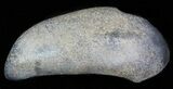 Fossil Whale Ear Bone - Miocene #63534-1